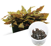 ADA 丹麥溫蒂椒草 Cryptocoryne wendtii 'tropica' IC095